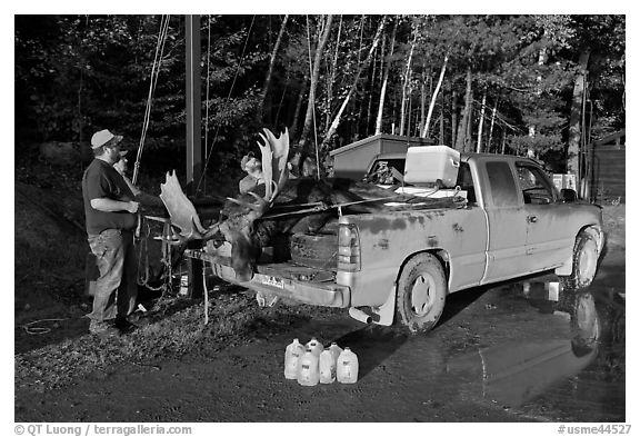 Hunters with moose in back of truck. Maine, USA (black and white)