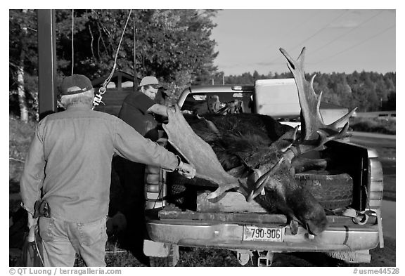 Hunters preparing to weight taken moose. Maine, USA (black and white)