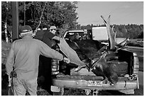 Hunters preparing to weight taken moose. Maine, USA (black and white)