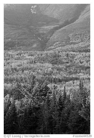 Forested slopes of Mount Katahdin. Baxter State Park, Maine, USA (black and white)
