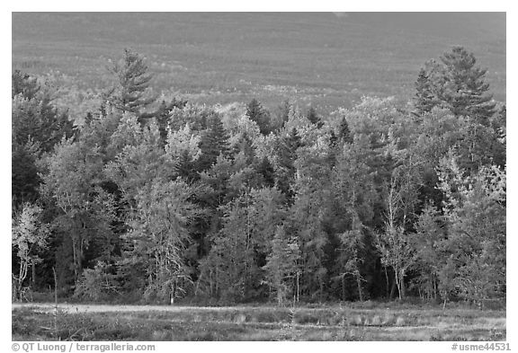 Trees in fall foliage and Katahdin slopes. Maine, USA (black and white)