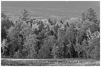 Trees in fall foliage and Katahdin slopes. Maine, USA (black and white)