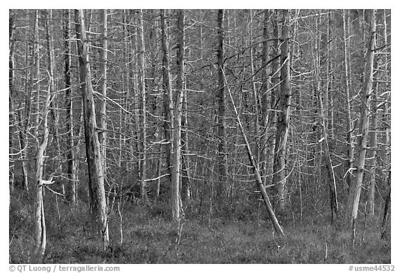 Dense forest of dead standing trees. Maine, USA