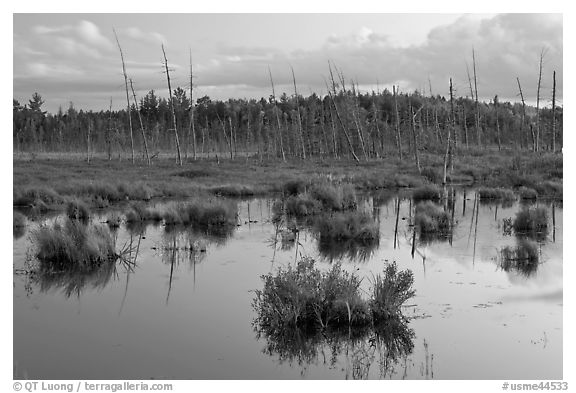 Pond and trees at dusk, Golden Road. Maine, USA (black and white)