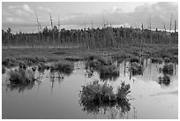 Pond and trees at dusk, Golden Road. Maine, USA ( black and white)