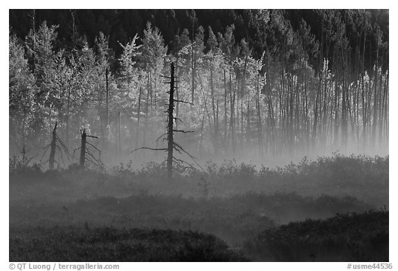 Tree skeletons, forest in fall foliage, and fog. Maine, USA (black and white)