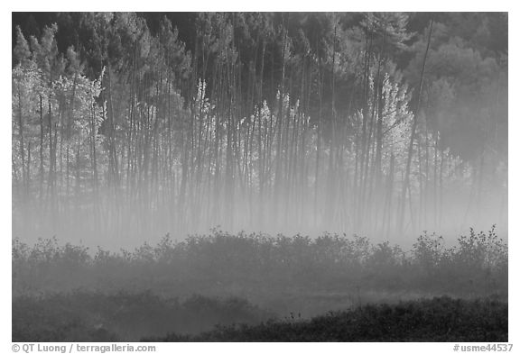 Earning morning fog and forest in autumn. Maine, USA