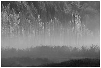 Earning morning fog and forest in autumn. Maine, USA (black and white)