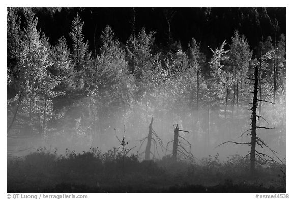 Tree skeletons, fog, and trees in autumn foliage. Maine, USA