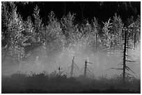 Tree skeletons, fog, and trees in autumn foliage. Maine, USA (black and white)