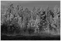 Forest with low layer of fog, morning autumn. Maine, USA ( black and white)