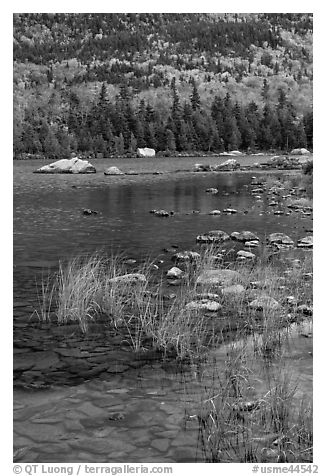 Reeds and mountain slope, Sandy Stream Pond. Baxter State Park, Maine, USA (black and white)