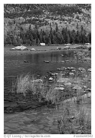 Reeds and mountain slope, Sandy Stream Pond. Baxter State Park, Maine, USA