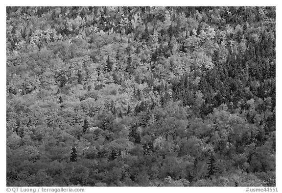 Evergreens and deciduous trees mixed on mountain slope in autumn. Baxter State Park, Maine, USA (black and white)