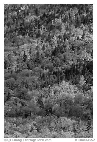 Mix of evergreens and trees in autumn foliage on slope. Baxter State Park, Maine, USA (black and white)