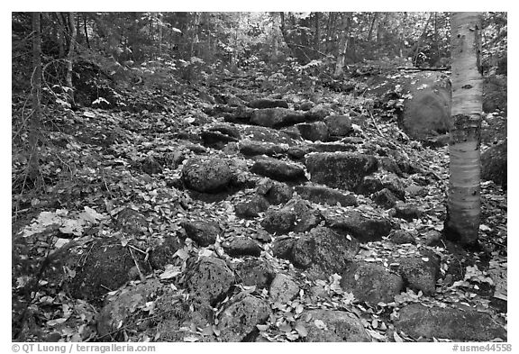 Trail ascending in forest over stones. Baxter State Park, Maine, USA (black and white)