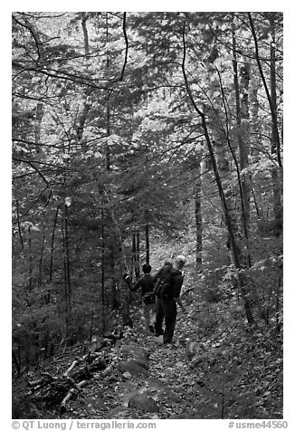 Hikers descend steep trail in forest. Baxter State Park, Maine, USA