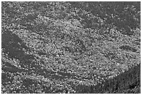 Katahdin mountain slopes colored with fall foliage. Baxter State Park, Maine, USA (black and white)