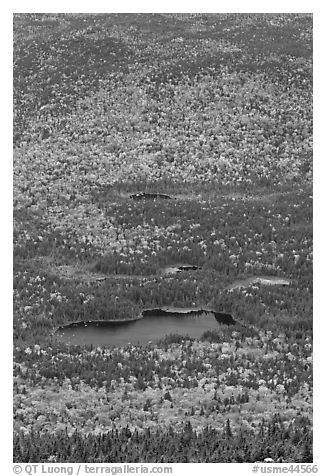 Elevated view of Whidden ponds surrounded by forest in fall foliage. Baxter State Park, Maine, USA (black and white)