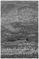 Elevated view of Whidden ponds surrounded by forest in fall foliage. Baxter State Park, Maine, USA ( black and white)