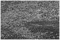 Aerial view of pond and trees in fall foliage. Baxter State Park, Maine, USA ( black and white)