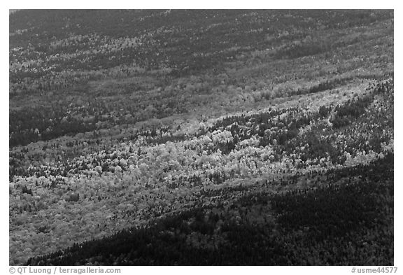 Spotlight highlight trees in fall colors. Baxter State Park, Maine, USA (black and white)