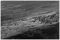 Spotlight highlight trees in fall colors. Baxter State Park, Maine, USA ( black and white)