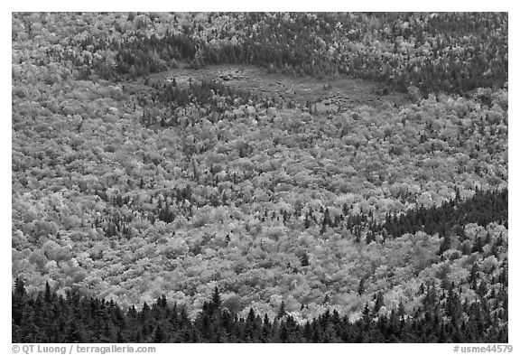 Mixed forest, meadow and pond seen from above. Baxter State Park, Maine, USA (black and white)