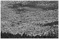 Mixed forest, meadow and pond seen from above. Baxter State Park, Maine, USA ( black and white)