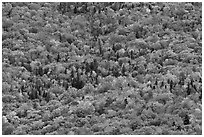 Tree canopy in the fall seen from above. Baxter State Park, Maine, USA ( black and white)