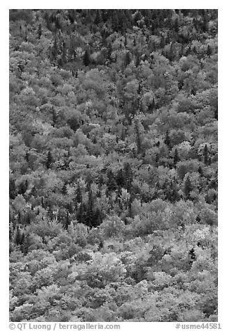 Aerial view of deciduous trees in fall foliage mixed with evergreen. Baxter State Park, Maine, USA