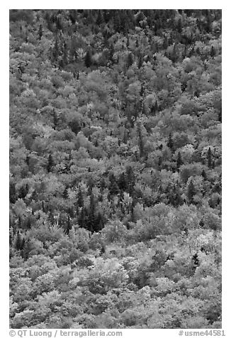 Aerial view of deciduous trees in fall foliage mixed with evergreen. Baxter State Park, Maine, USA