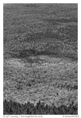 Forest and meadows from above. Baxter State Park, Maine, USA