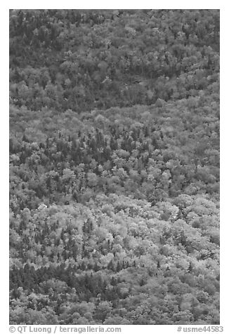 Tapestry of colors in autumn. Baxter State Park, Maine, USA (black and white)