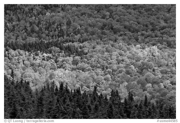 Ridge of conifers and deciduous trees with spotlight. Baxter State Park, Maine, USA (black and white)