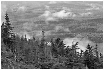 Ridge of conifers, with mixed forest and clouds below. Baxter State Park, Maine, USA ( black and white)