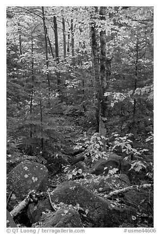 Forest with boulders, evergreen, and trees in autumn color. Baxter State Park, Maine, USA (black and white)