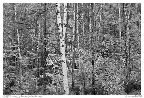 Trees ablaze with fall colors. Maine, USA (black and white)