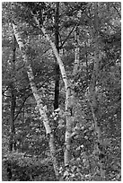 Curving tree trunks and fall foliage. Maine, USA ( black and white)