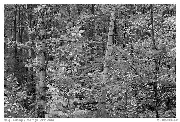 Autumn forest scene. Maine, USA (black and white)