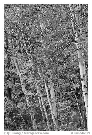 Birch trees in autumn. Baxter State Park, Maine, USA