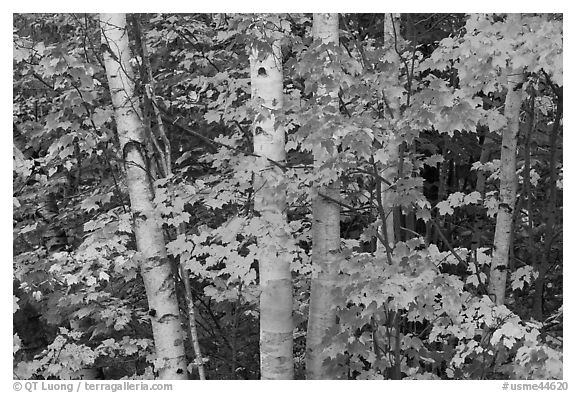 White birch trees and maple leaves in the fall. Baxter State Park, Maine, USA (black and white)