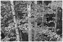 White birch trees and maple leaves in the fall. Baxter State Park, Maine, USA (black and white)