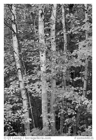 Group of birch trees and maple leaves in autumn. Baxter State Park, Maine, USA (black and white)