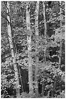 Group of birch trees and maple leaves in autumn. Baxter State Park, Maine, USA ( black and white)