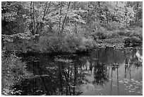 Pond surrounded by trees in fall colors. Maine, USA (black and white)