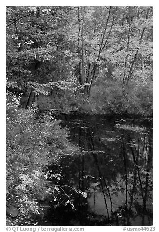 Trees in fall foliage next to pond. Maine, USA