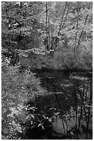 Trees in fall foliage next to pond. Maine, USA ( black and white)