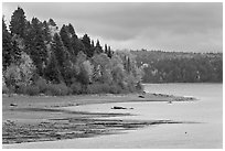 Trees in autumn color on shores of Chamberlain Lake. Allagash Wilderness Waterway, Maine, USA ( black and white)