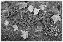 Mushrooms, fallen leaves, and moss. Allagash Wilderness Waterway, Maine, USA (black and white)